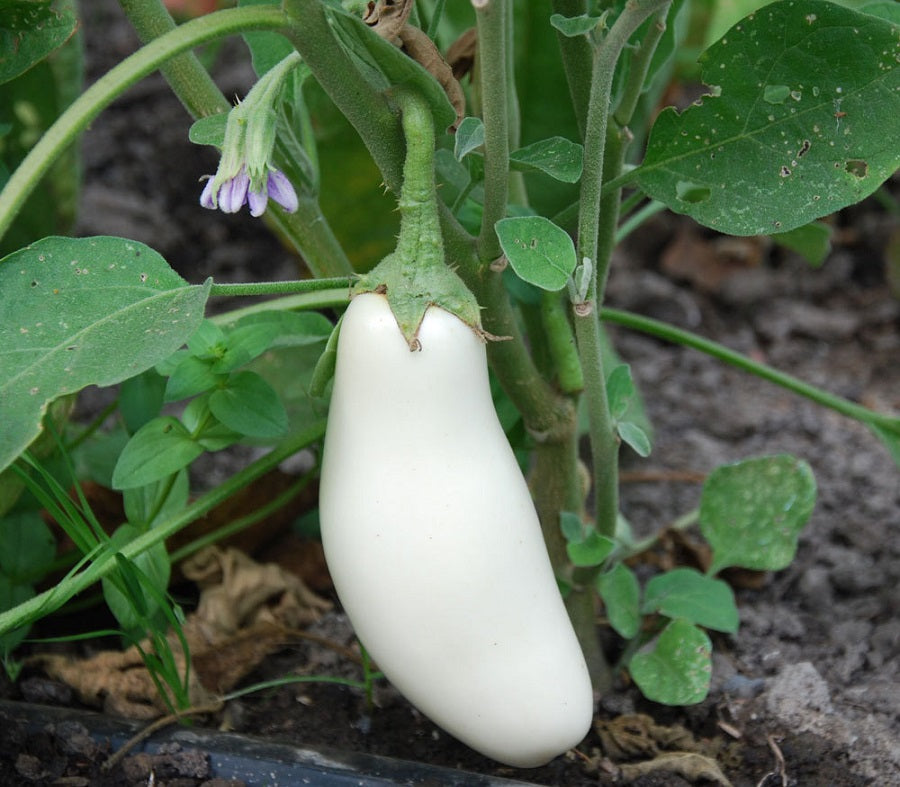 Eggplant White Eggplant Seeds