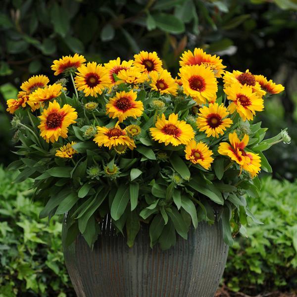 Gaillardia discount sundance bicolor