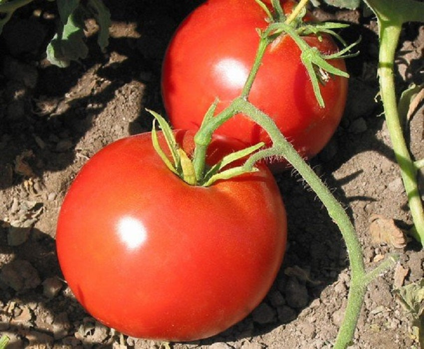 Bonny Best Tomato Seeds