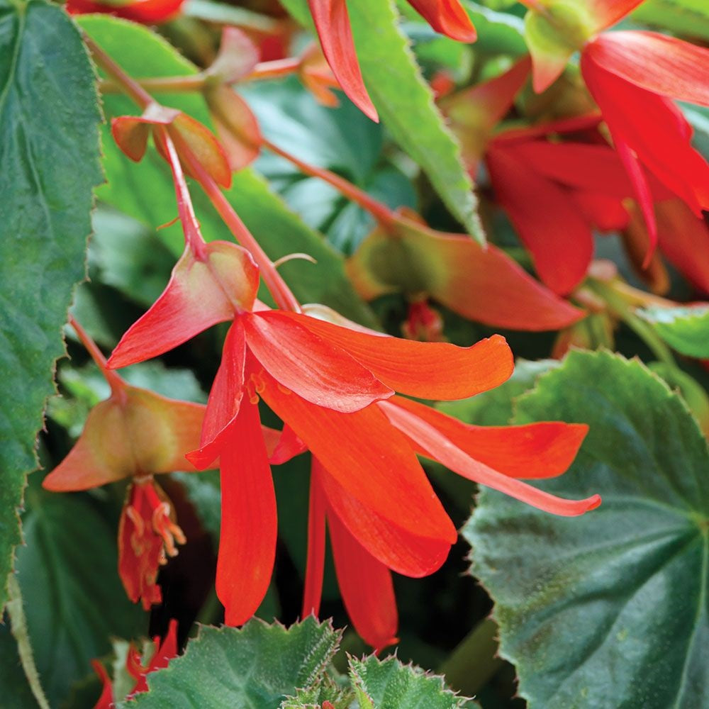 Pelleted Begonia Seeds Flower Seeds Plant Nursery