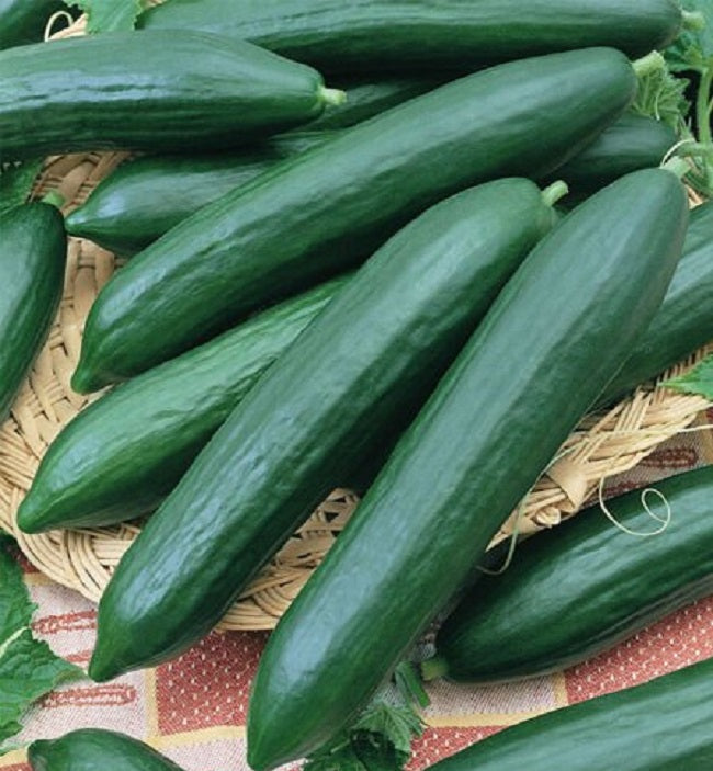 50 Muncher CUCUMBERS Seeds 