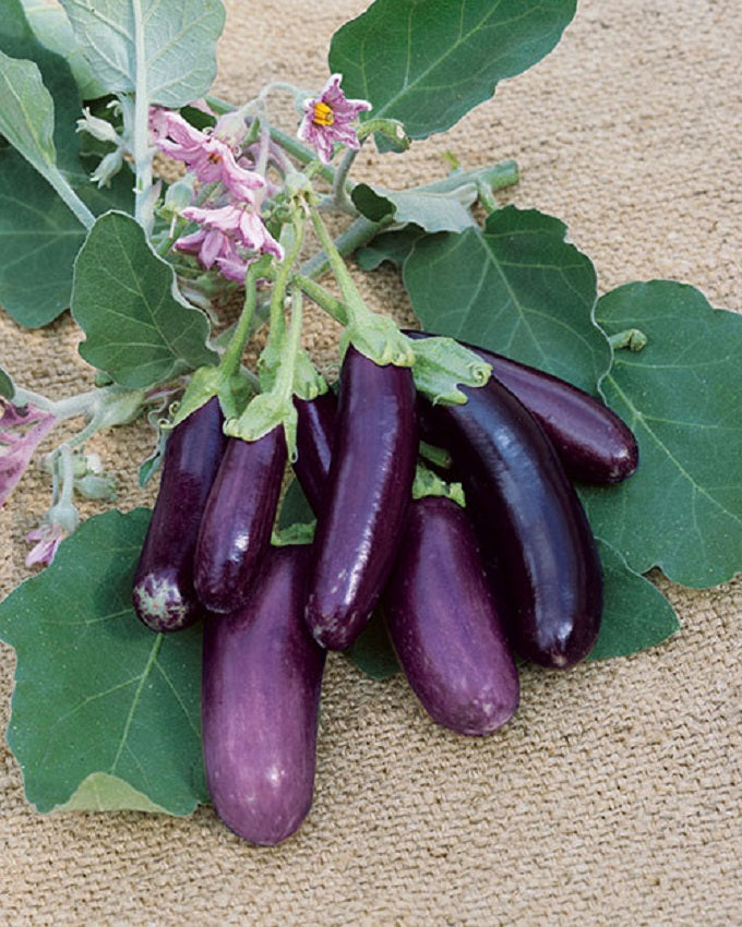 Great Garden Seed Eggplant Seeds 25 thru 500 Eggplant Little Fingers P