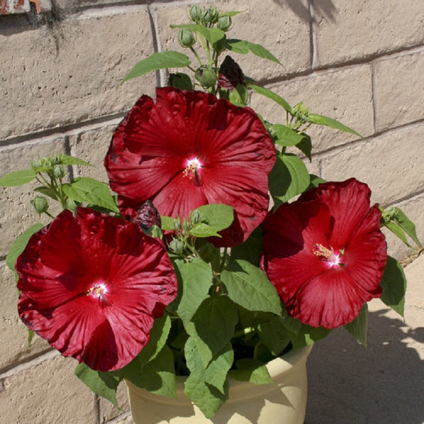 Hardy Hibiscus Seeds Honeymoon Deep Red 15 Seeds Perennial Seeds