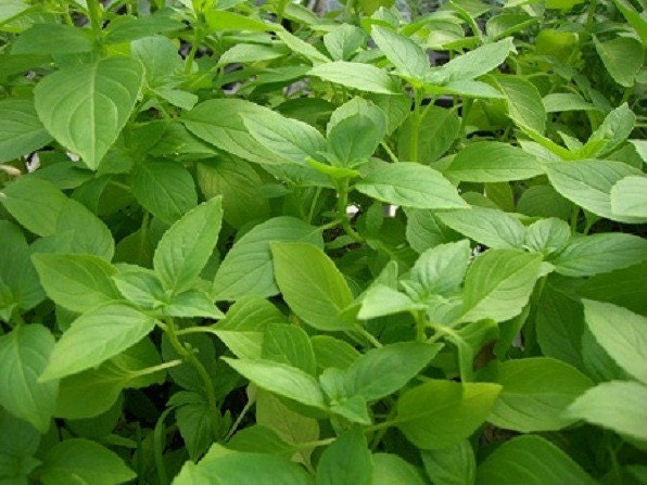 3 000 Lemon Basil Seeds Herb Seeds Flower Seeds