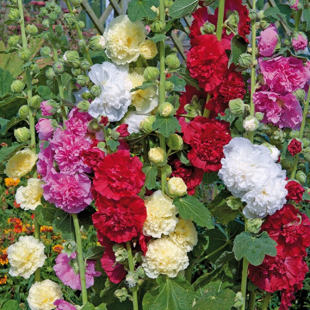 50 Mixed Color Hollyhock Seeds, Alcea Rosea AL8050 