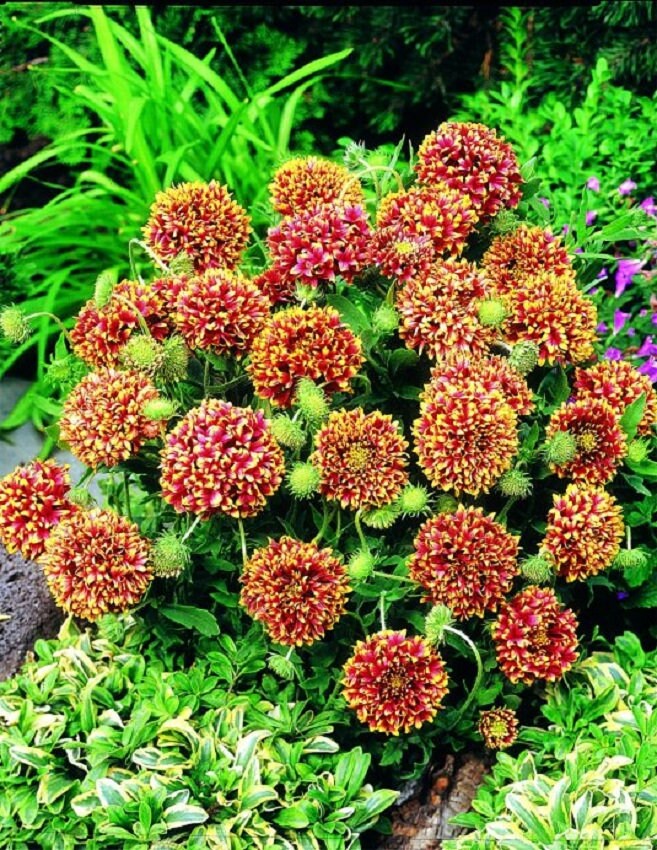 Gaillardia Seeds Gaillardia Sundance Bicolor 50 Blanket Flower Seeds