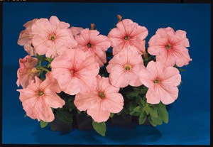 25 Pelleted Petunia Seeds Ramblin Salmon Capri Trailing Petunia :  : Patio, Lawn & Garden