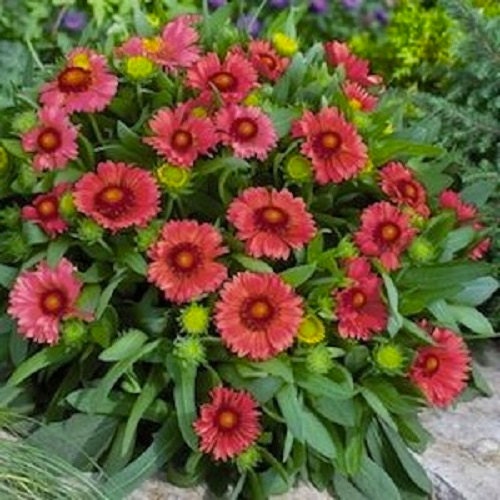 Mesa bright bicolor online blanket flower