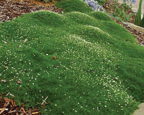 irish moss ground cover