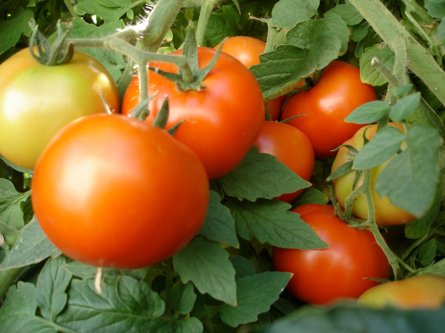 Tomato (Bush Early Girl)