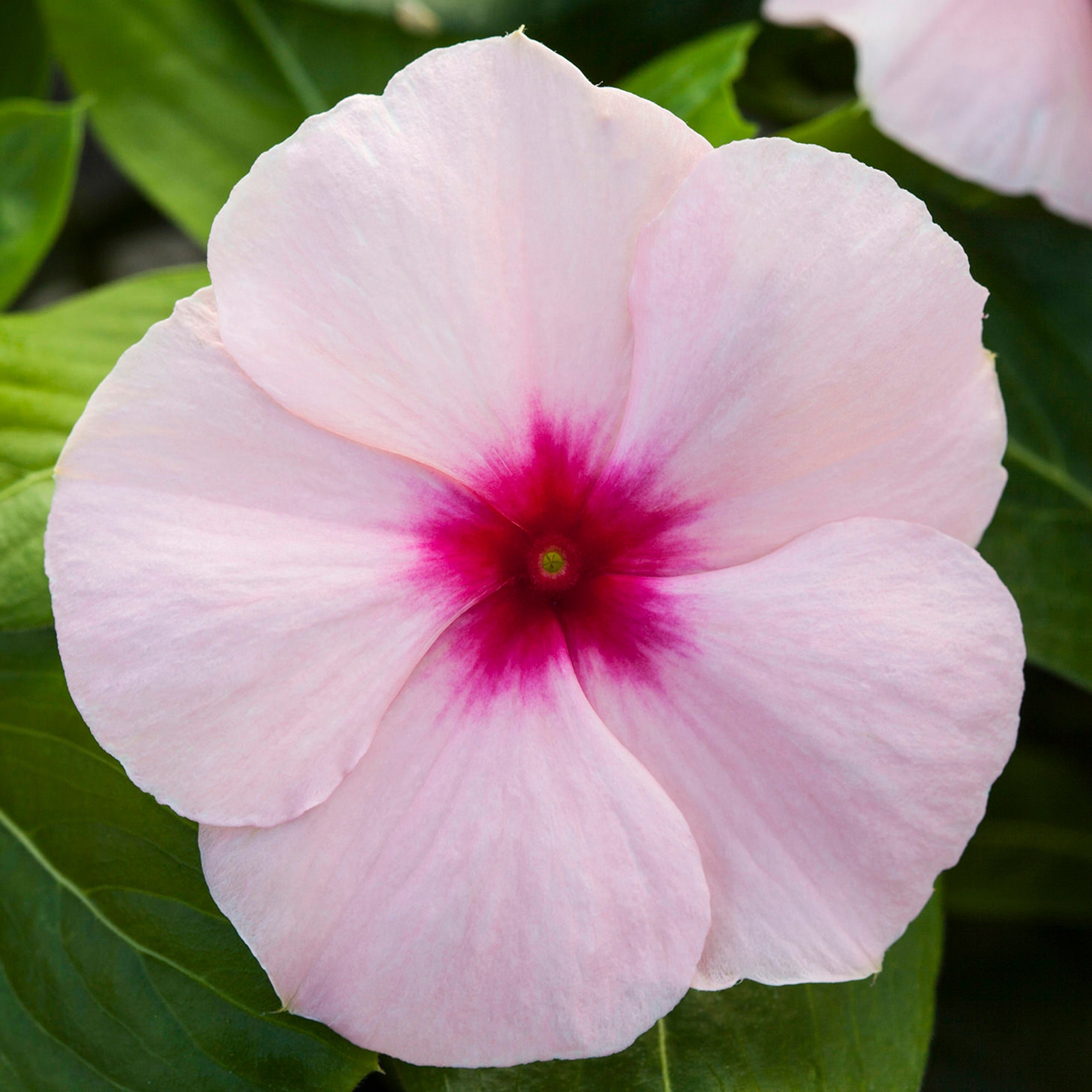 Vinca Seeds Blockbuster Apricot Periwinkle Seeds