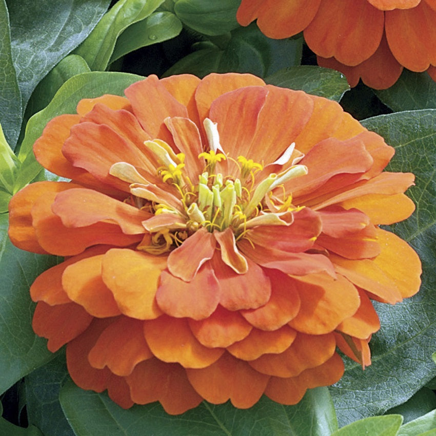 Flower Seeds Zinnia Seeds Zinnia Short Stuff Orange