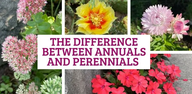 Perennial vs. Annual Flower Seeds: What’s the Difference?