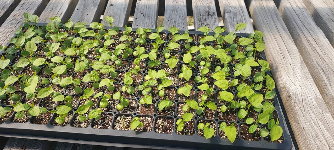 Hardy Hibiscus Seed Starting