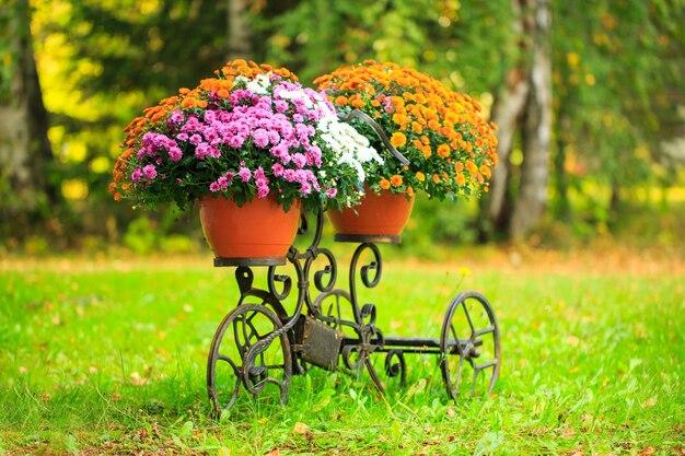 Top 5 Flower Seeds to Grow for a Beautiful Garden