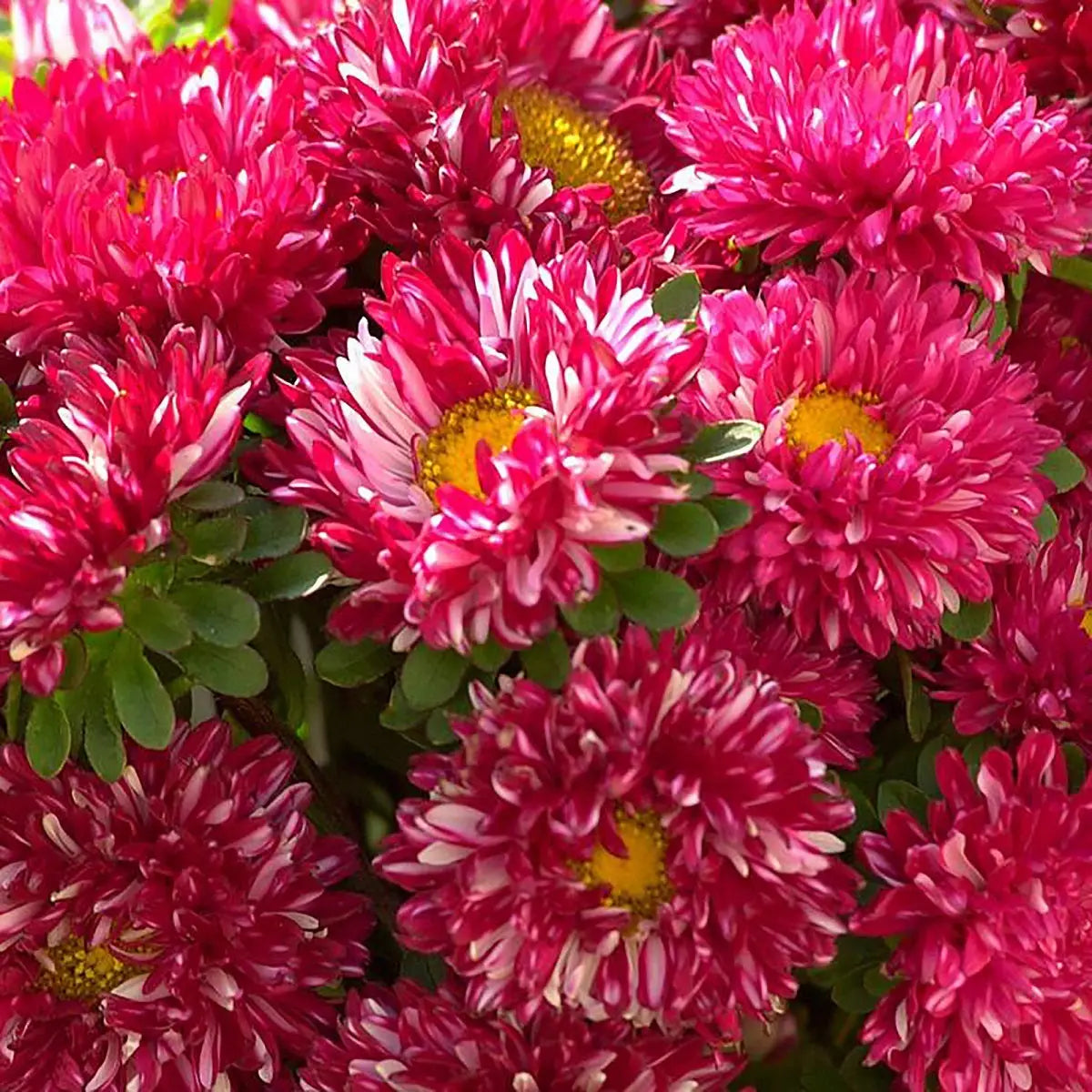 Trailing Petunia's Aster Seeds for Sale - Premium Aster Flower Seeds ...