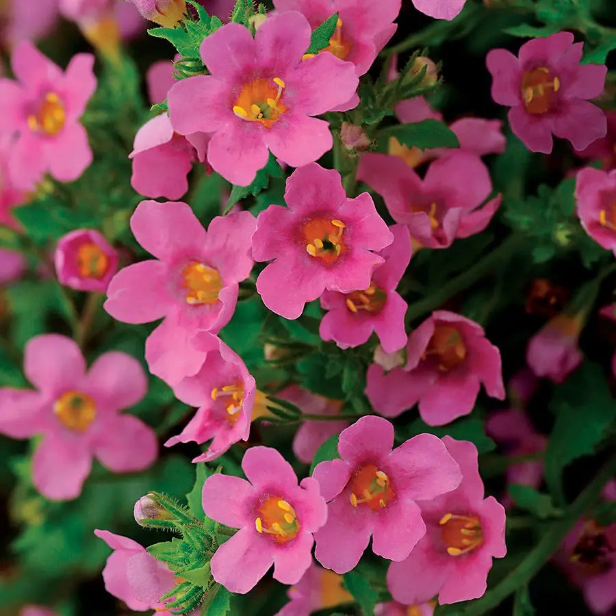 Bacopa Seeds