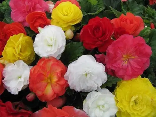 Begonia Seeds