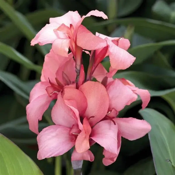 Canna Seeds