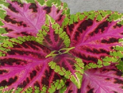 Coleus Seeds