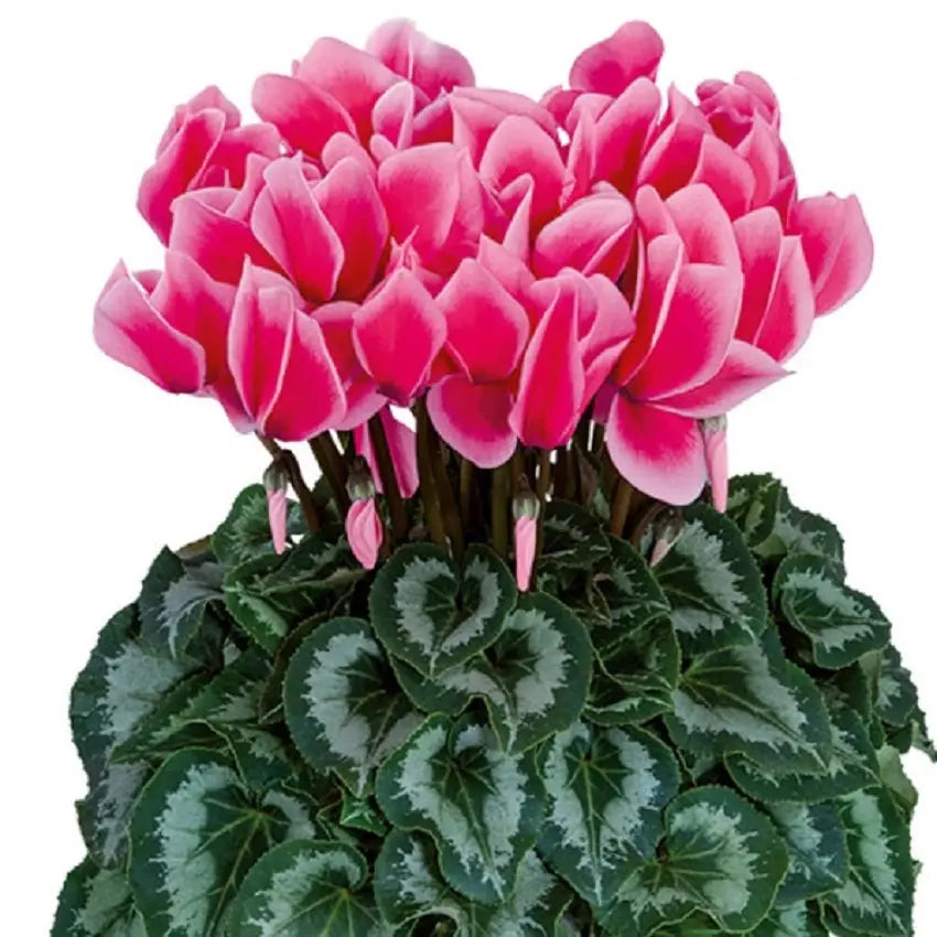 Cyclamen Seeds