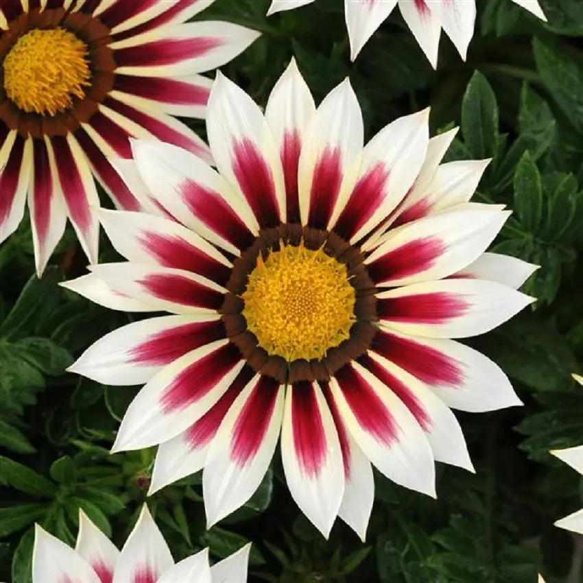 Gazania Seeds