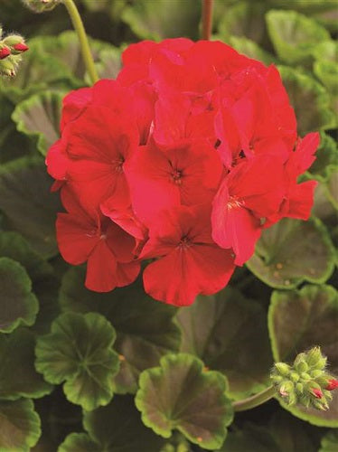 Geranium Seeds