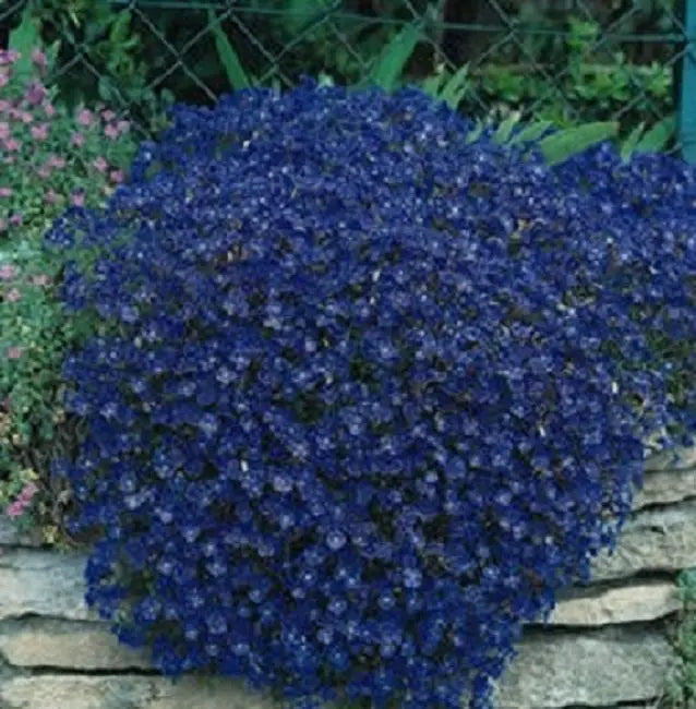 Ground Cover Seeds