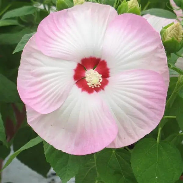 Hibiscus Seeds