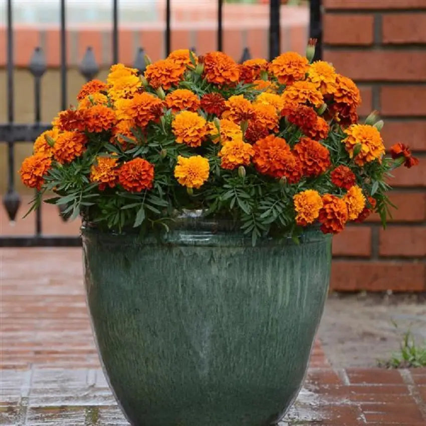 Marigold Seeds