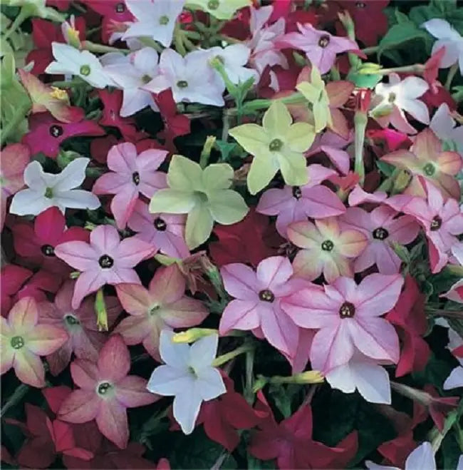 Nicotiana Seeds