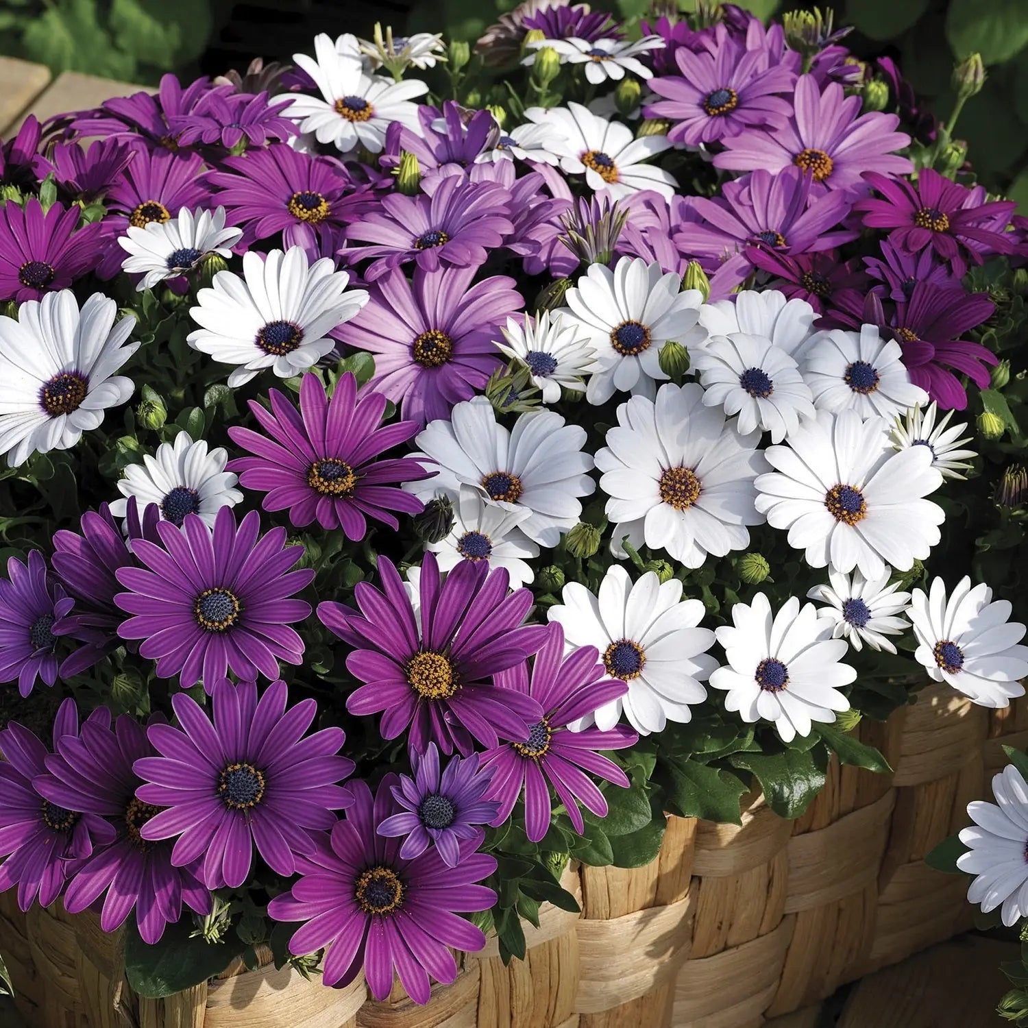 Osteospermum Seeds