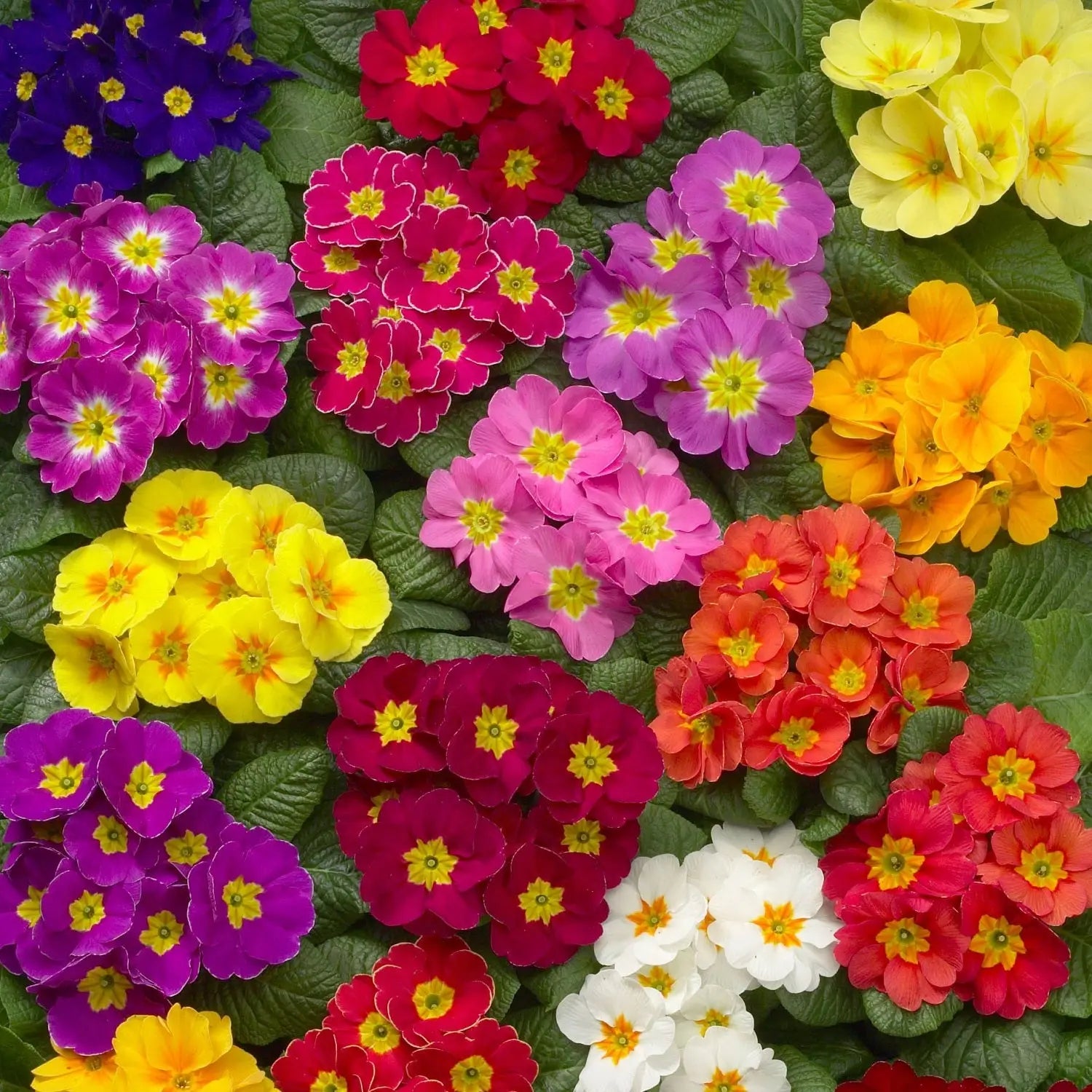 Primula Seeds