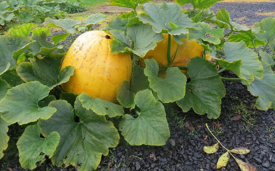 Pumpkin Seeds