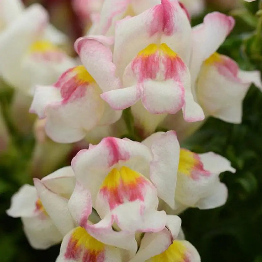 Snapdragon Seeds