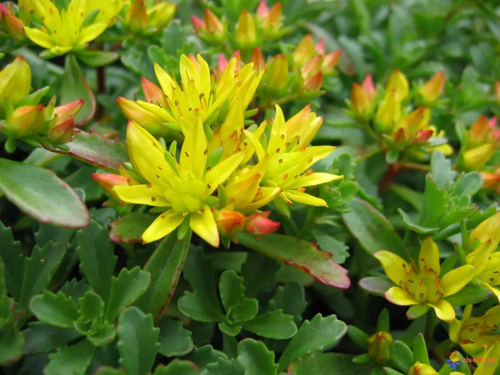 Succulent Seeds