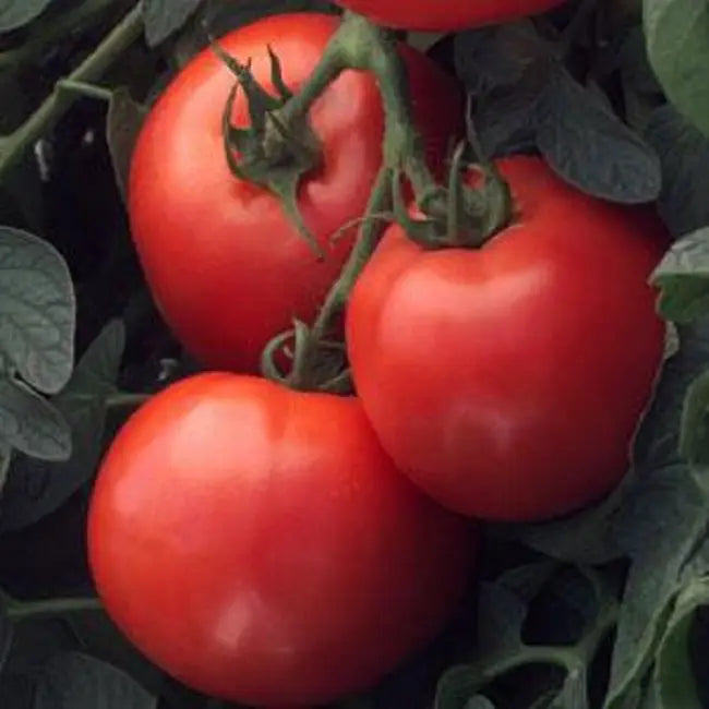 Tomato Seeds