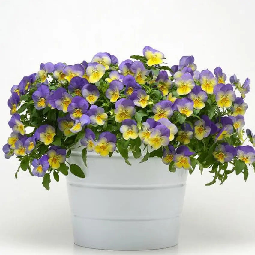 Trailing Pansy Seeds