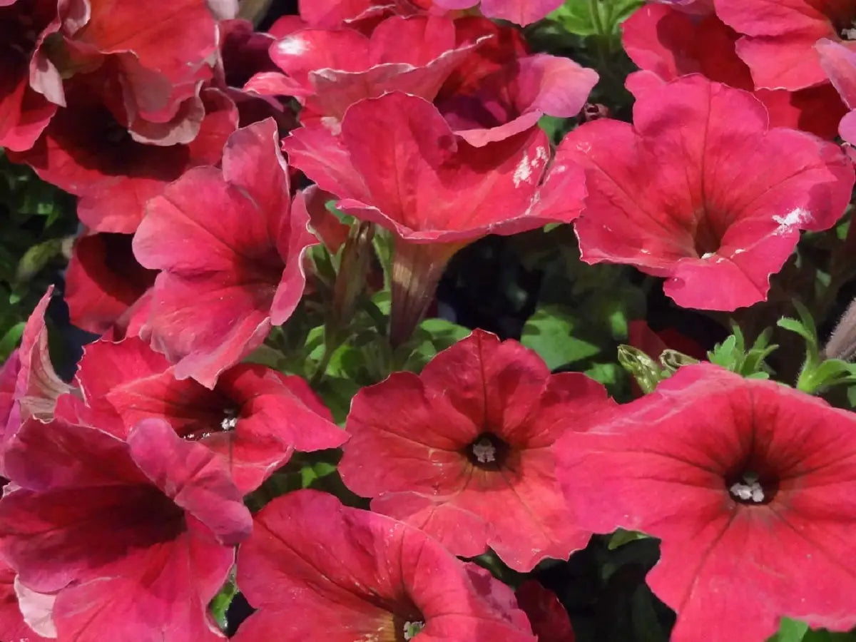 Trailing Petunia Seeds