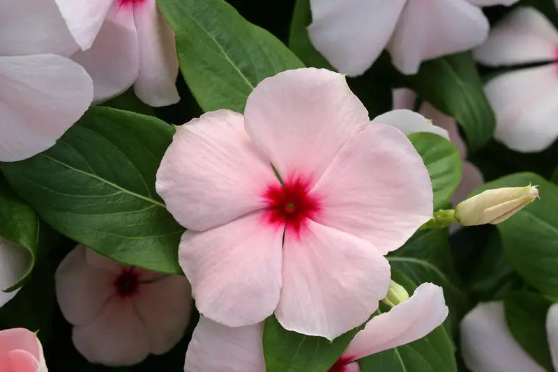 Vinca Seeds