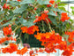 100 Pelleted Begonia Seeds Illumination Orange Trailing Begonia