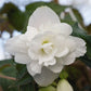 100 Pelleted Begonia Seeds Illumination White Trailing Begonia