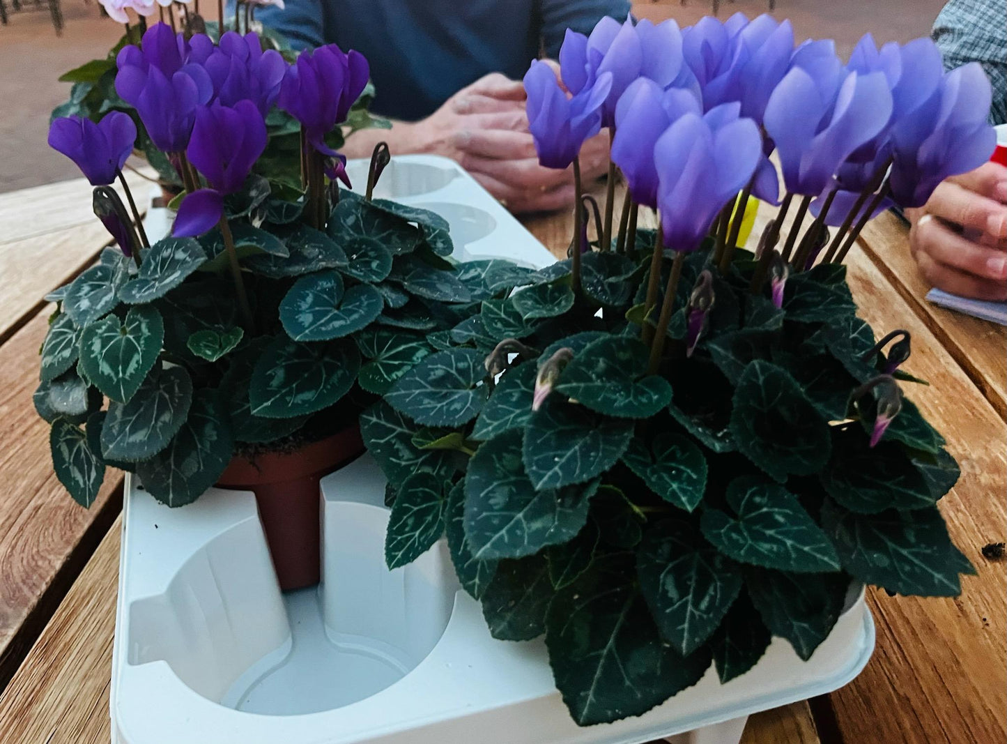 Cyclamen Seeds Cyclamen Super Serie Dragon Light Blue New 2025