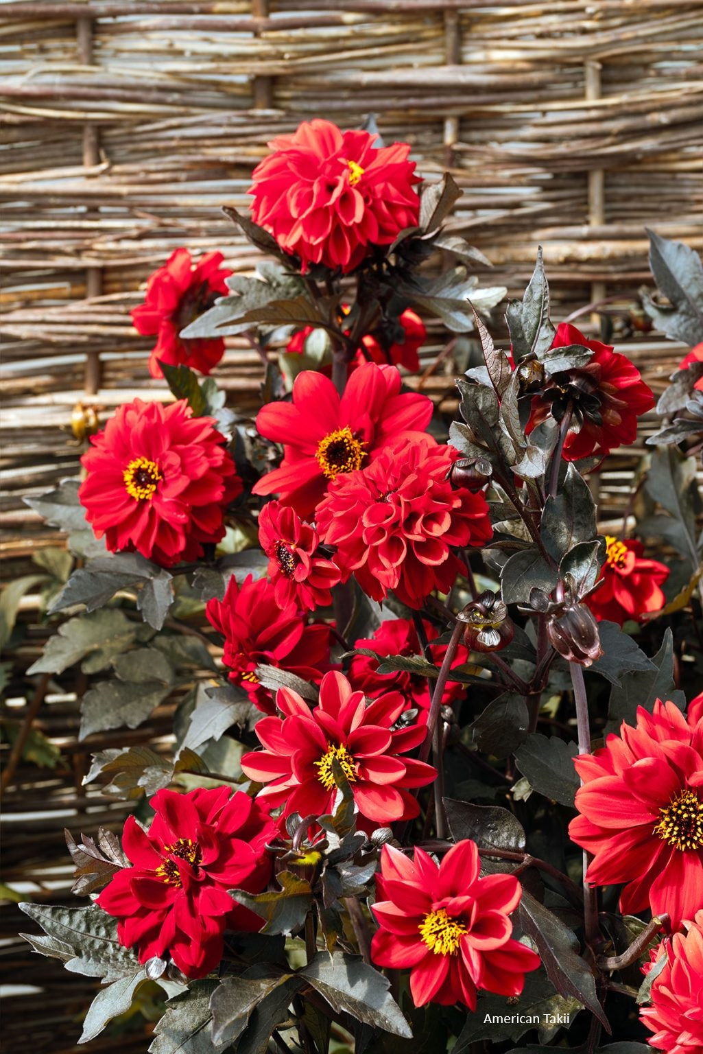 50 Dahlia Seeds Dahlia Black Forest™ Ruby