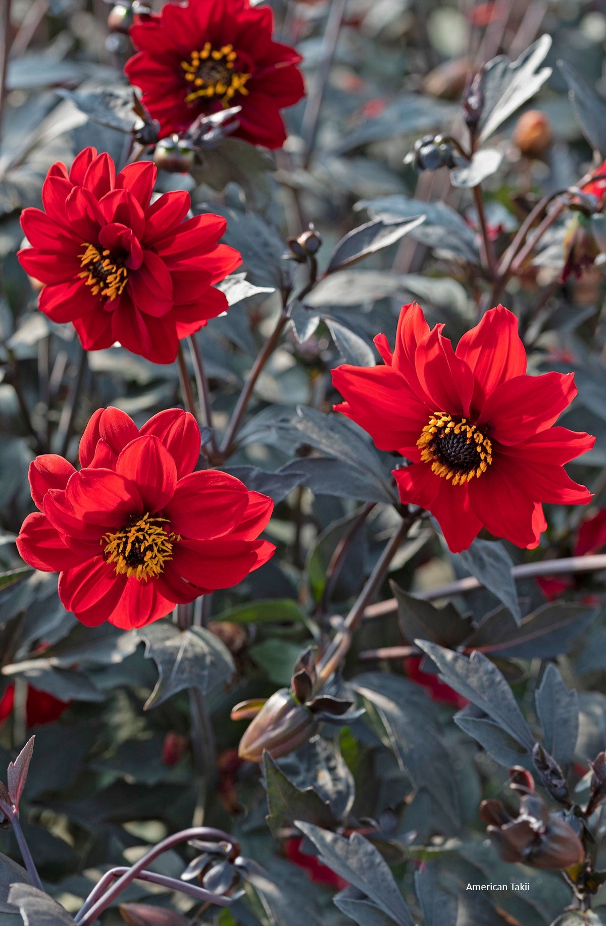 50 Dahlia Seeds Dahlia Black Forest™ Ruby