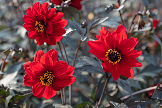 50 Dahlia Seeds Dahlia Black Forest™ Ruby