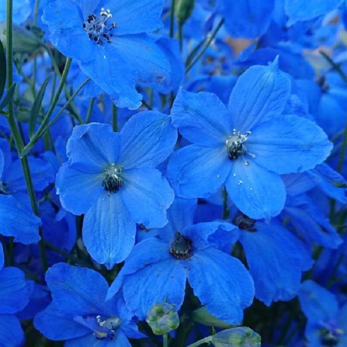 25 Delphinium Seeds Delphinium Cheer Blue Perennial Seeds