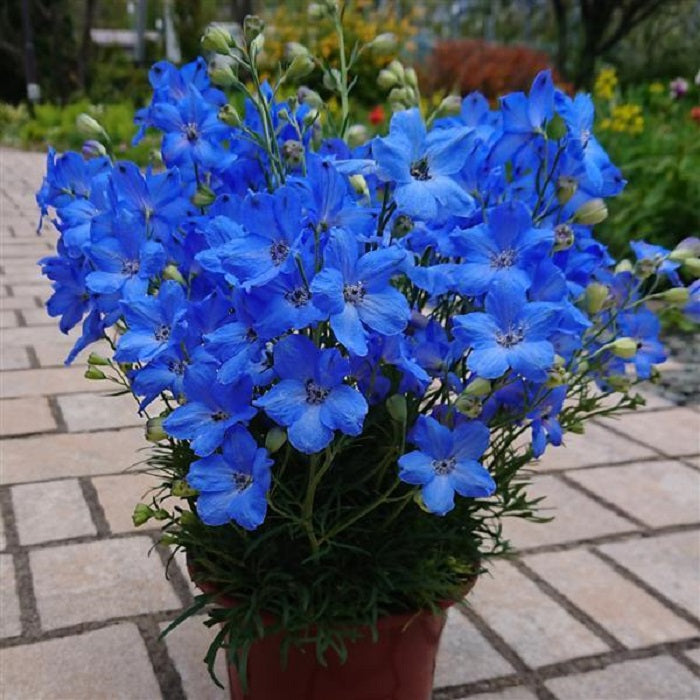 25 Delphinium Seeds Delphinium Cheer Blue Perennial Seeds