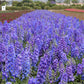 50 Delphinium Seeds Delphinium Guardian Blue F1