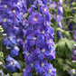 50 Delphinium Seeds Delphinium Guardian Blue F1